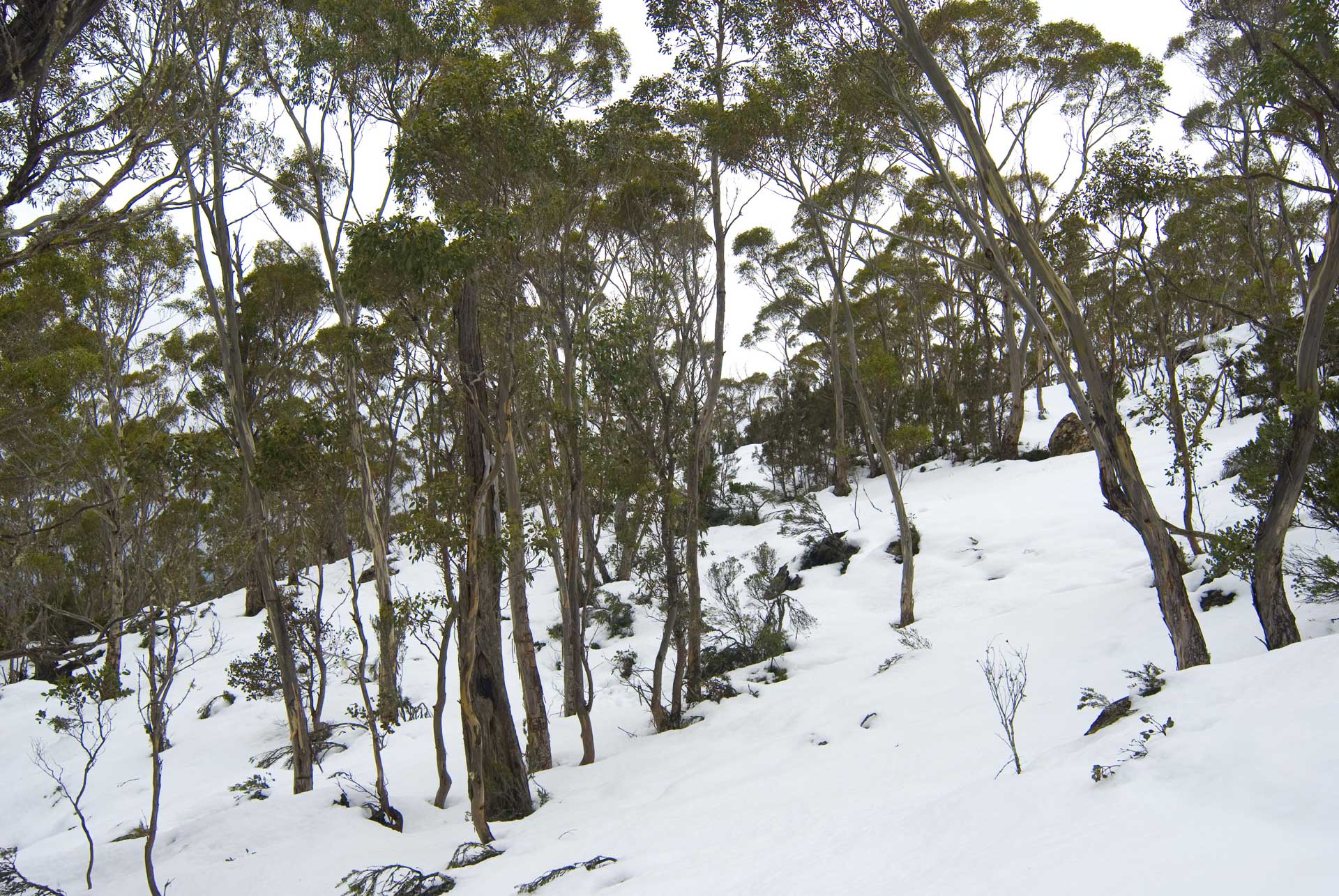 Eucalypts on a snow-covered slope
