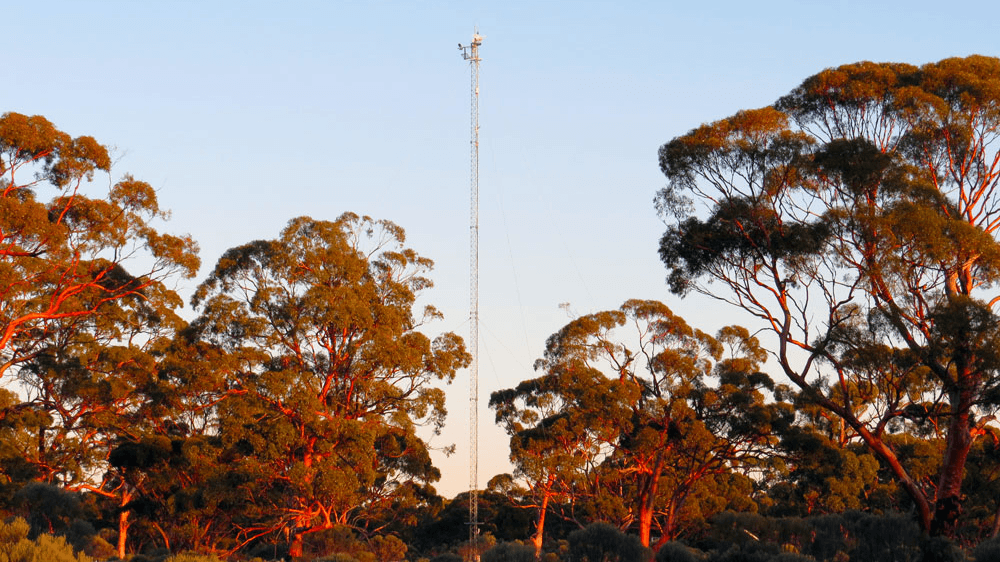Video: Watching over our incredible eucalypt ecosystems (TERN and CSIRO)