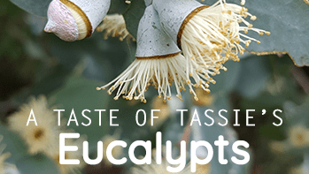 Event: Taste Of Tassie's Eucalypts