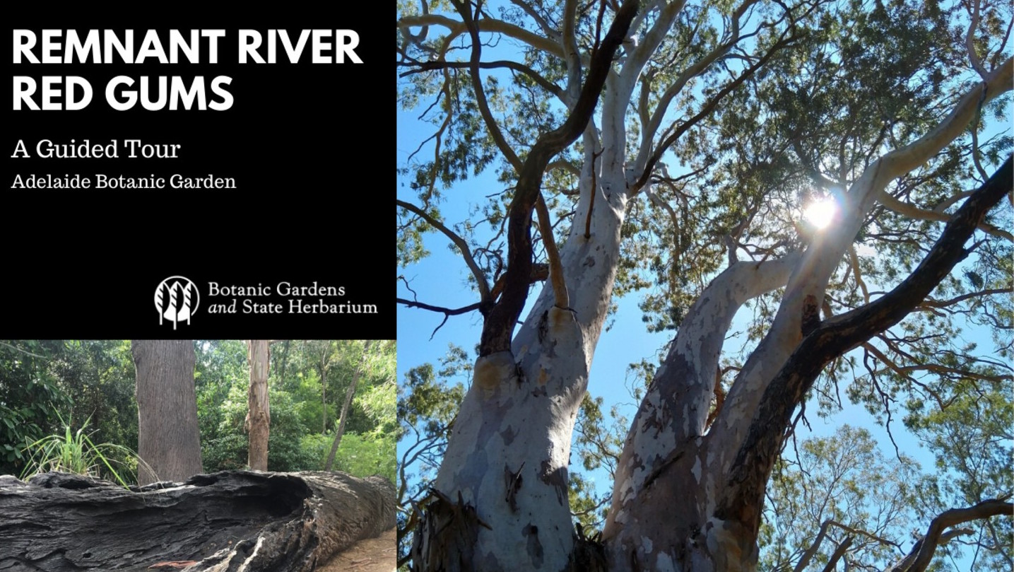 Guided Walk: Botanic Gardens of South Australia - Remnant River Red Gums - CANCELLED
