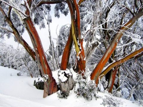 2019 Winner - The Tenacious Snow Gum - Eucalyptus pauciflora