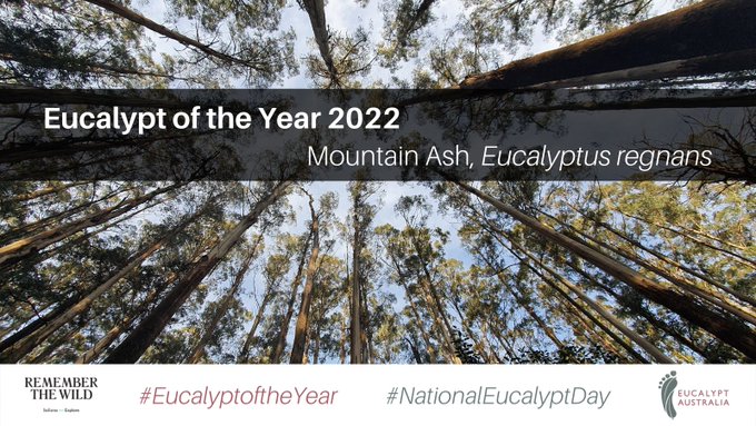 2022 Winner - the Mighty Mountain Ash - Eucalyptus regnans