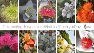 National Eucalypt Day History