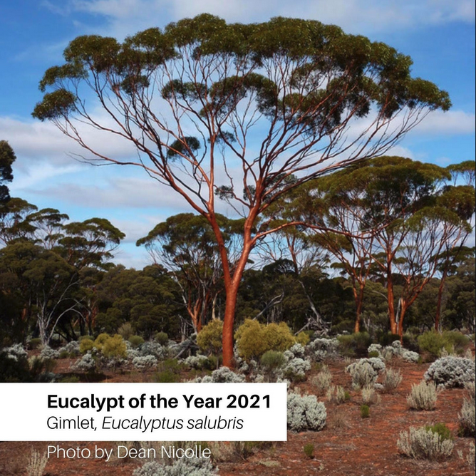 2021 Winner - The "Sexy" Gimlet - Eucalyptus salubris
