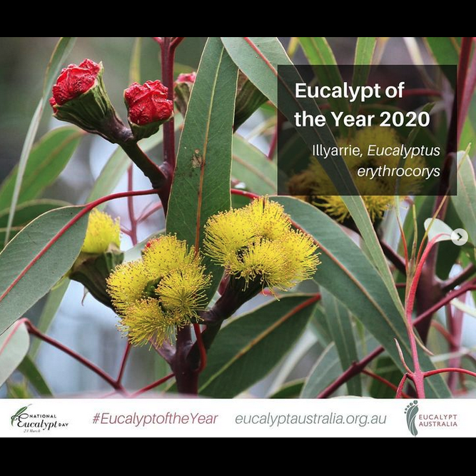 2020 Winner - The Stunning Illyarrie - Eucalyptus ethrocorys