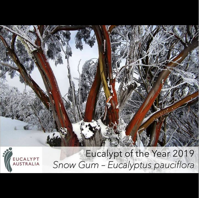 2019 Winner - The Tenacious Snow Gum - Eucalyptus pauciflora